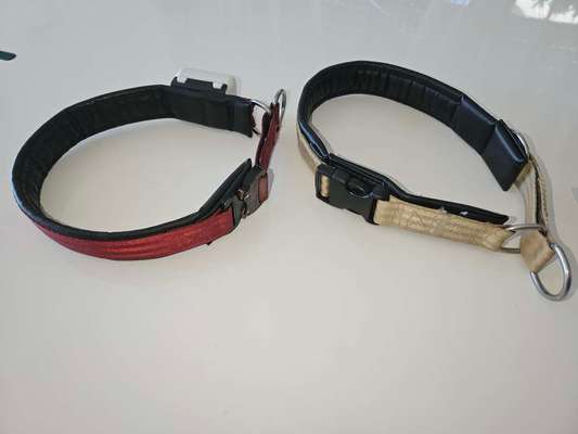 Welches Halsband trägt dein Hund und warum dieses?-Beitrag-Bild