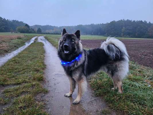 Leuchthalsband für langhaarigen Hund-Beitrag-Bild