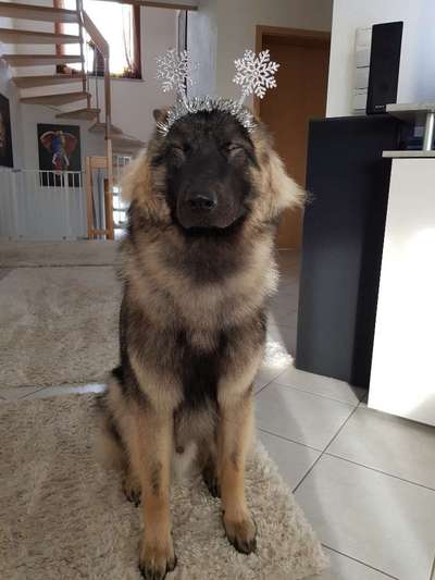 grumpy dog 😅-Beitrag-Bild