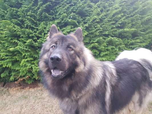 Black dogs are beautiful-Beitrag-Bild