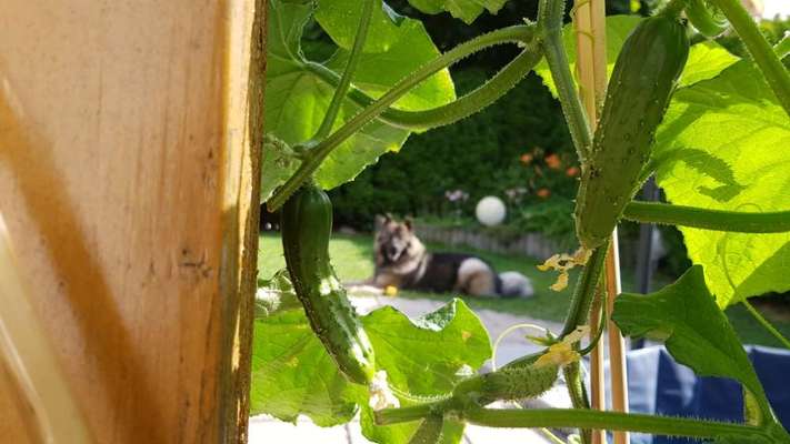 154. FotoChallenge * AUFS BILD GEMOGELT *-Beitrag-Bild