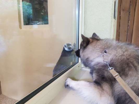 155. FotoChallange * David und Goliath *-Beitrag-Bild