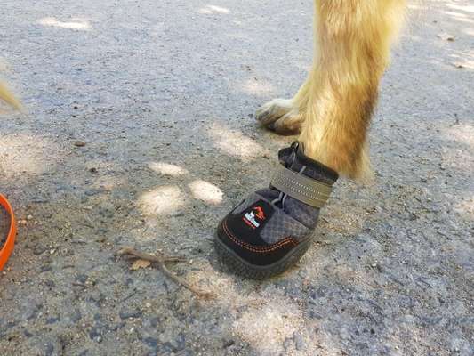 Kennt jemand gute Hundeschuhe?-Beitrag-Bild