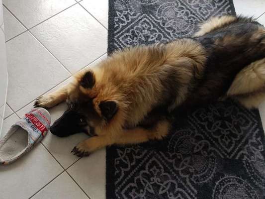 Dogorama Foto Challenge - Erwischt-Beitrag-Bild