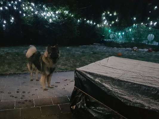 Dogorama Photo Challenge - Licht-Beitrag-Bild