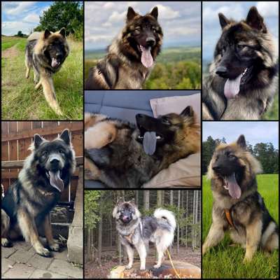 18. Collagen Challenge - Zunge raus!-Beitrag-Bild