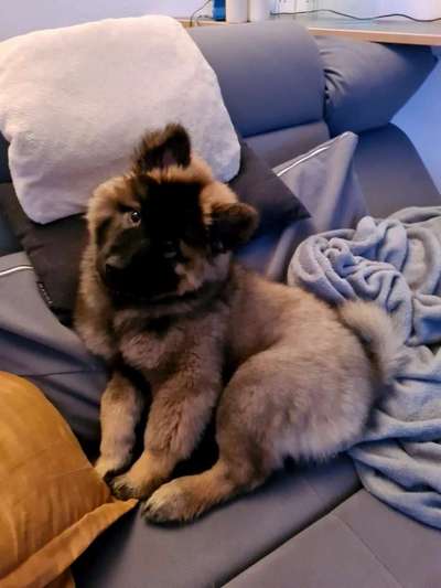 Eurasier hier?-Beitrag-Bild