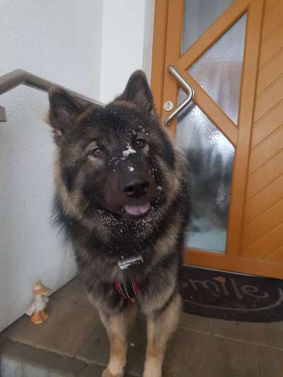 Eurasier hier?-Beitrag-Bild