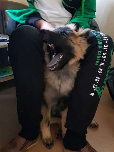 Dogorama Photo Challenge - Dein Hund beim Gähnen-Beitrag-Bild