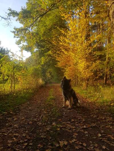 Black dogs are beautiful-Beitrag-Bild