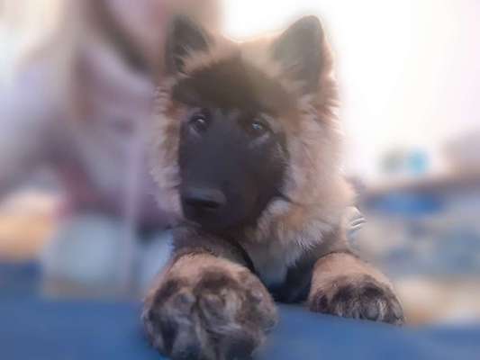 Die Dogorama Kalender Challenge Titelbild-Beitrag-Bild