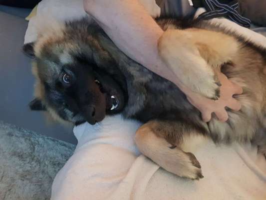 Dogorama Photo Challenge - lustigste Grimasse-Beitrag-Bild