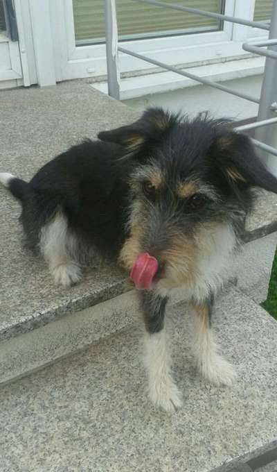 Fotochallenge Nr. 59 - Mein Hund zeigt die Zunge-Beitrag-Bild