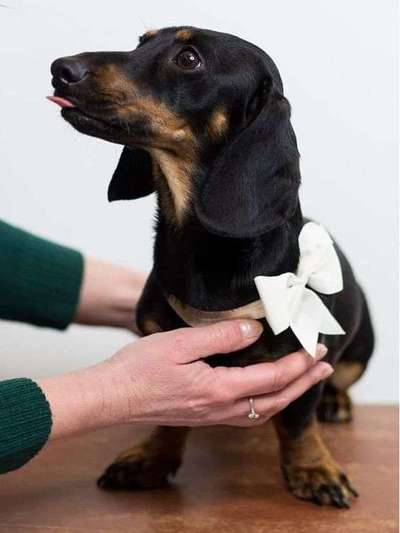 Dein Hund im Dogorama-Kalender 2021-Beitrag-Bild