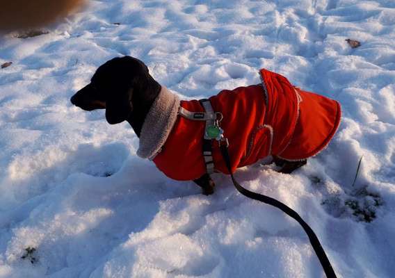 Schnittmuster für selbstgenähte Hundejacke gesucht-Beitrag-Bild