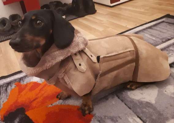 Schnittmuster für selbstgenähte Hundejacke gesucht-Beitrag-Bild