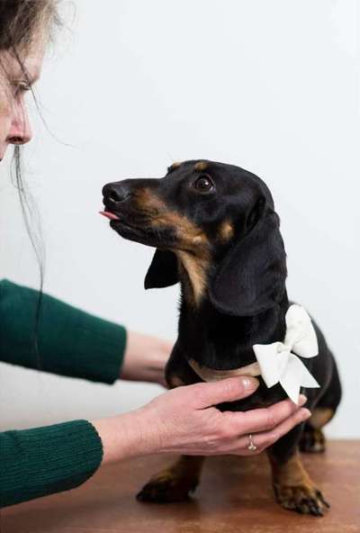 Foto's und Hundemodels-Beitrag-Bild