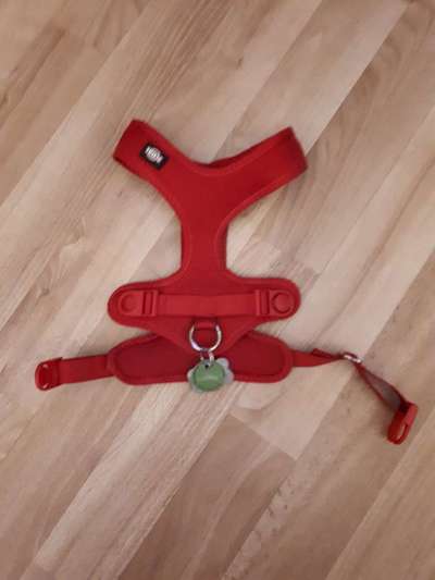 Geschirr für Dackel-Beitrag-Bild