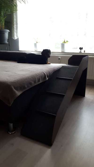 Frenchie soll Sofa- Rampe laufen.-Beitrag-Bild