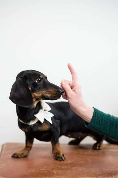 Dein Hund im Dogorama-Kalender 2021-Beitrag-Bild