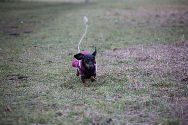 Dein Hund im Dogorama-Kalender 2021-Beitrag-Bild