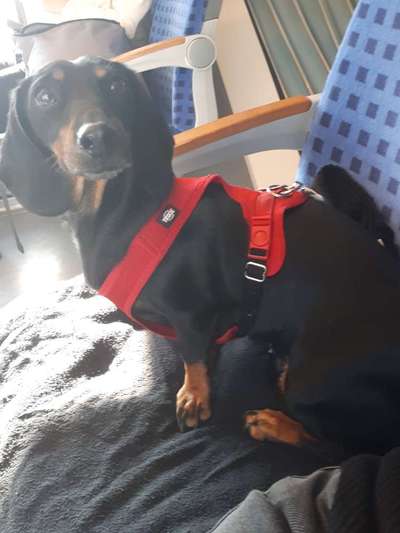 Dackelgeschirr-Beitrag-Bild