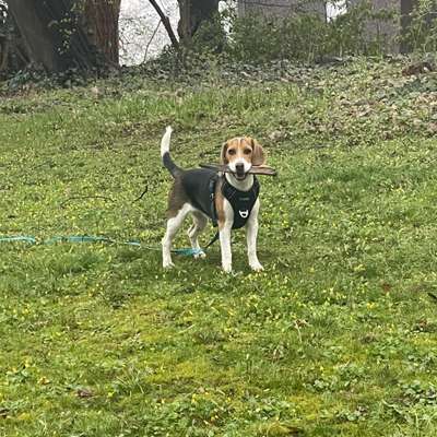 Hundetreffen-Spieltreffen in Bergedorf und Umgebung-Bild