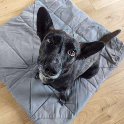 Hundetreffen-Gemeinsames Gassi gehen-Bild