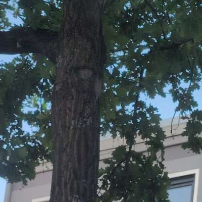 Giftköder-Eichenprozessionsspinner-Bild