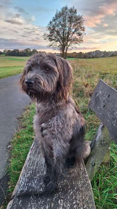 Gibt es hier Irish Soft Coated Wheaten Terrier Besitzer?-Beitrag-Bild