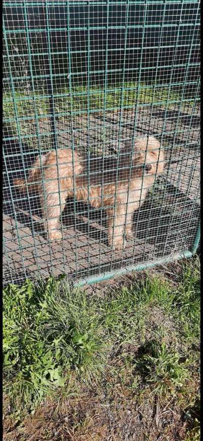 Gibt es hier Irish Soft Coated Wheaten Terrier Besitzer?-Beitrag-Bild