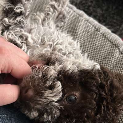 Hundetreffen-Welpen Treff wo es am besten passt :)-Bild