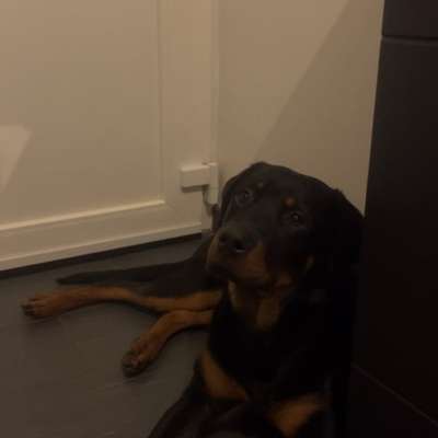 Hundetreffen-Kurt sucht einen Spielpartner/in-Bild