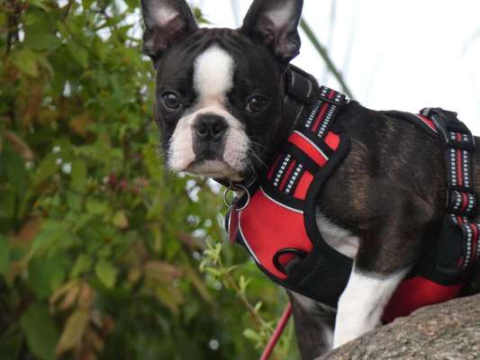 Boston Terrier Liebhaber❤️-Beitrag-Bild