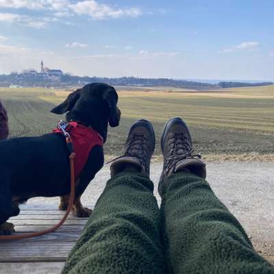 Hundetreffen-Dackeltreffen Andechs-Bild