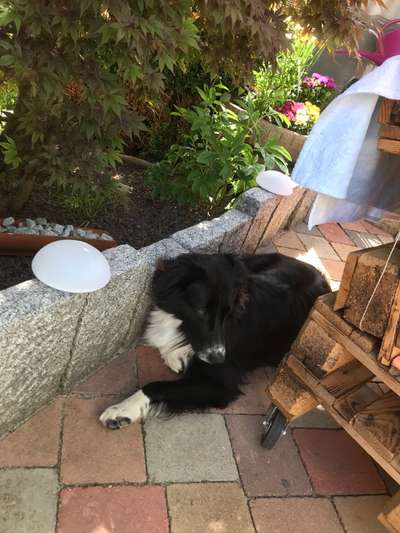 Gibt's hier noch mehr Border Collies???-Beitrag-Bild