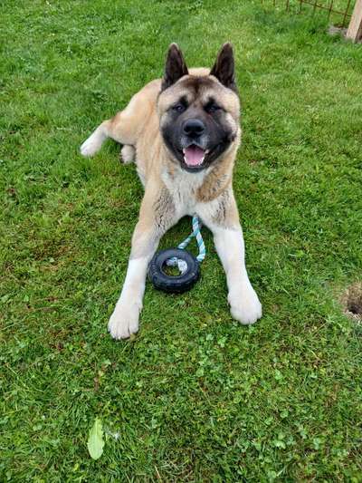 Die Dogorama Monats Challenge "Es grünt und blüht"-Beitrag-Bild