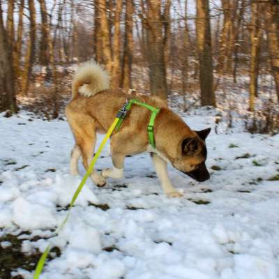 Seltene Rassen!-Beitrag-Bild