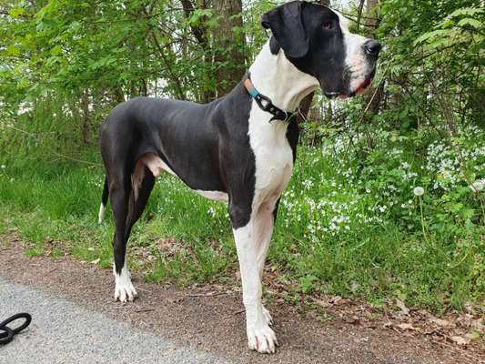 Deutsche Doggen Besitzer zeigt euch-Beitrag-Bild