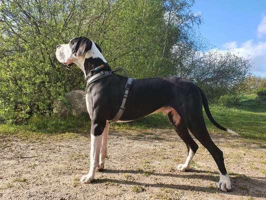 Deutsche Doggen Besitzer zeigt euch-Beitrag-Bild