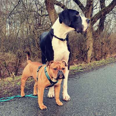 Deutsche Doggen Besitzer zeigt euch-Beitrag-Bild