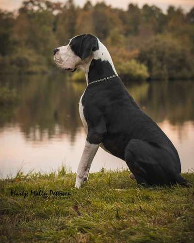 Deutsche Doggen Besitzer zeigt euch-Beitrag-Bild