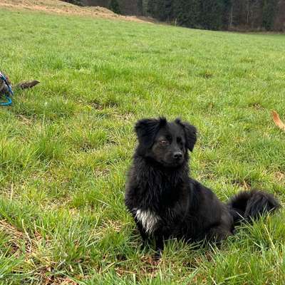 Hundetreffen-Spaziergänge-Bild