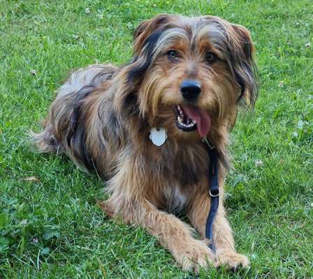 Fotosammlung: ,,Der natürliche Hund" Unbearbeitet, ungestellt und in Natura-Beitrag-Bild