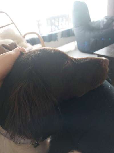 Kleiner Münsterländer!-Beitrag-Bild