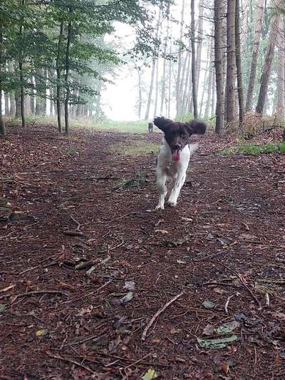 Kleiner Münsterländer!-Beitrag-Bild