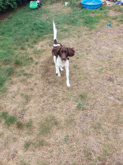 Sind hier Deutsch Kurzhaar/ Jagdhunde?-Beitrag-Bild