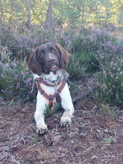 Sind hier Deutsch Kurzhaar/ Jagdhunde?-Beitrag-Bild