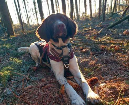 Kleiner Münsterländer!-Beitrag-Bild