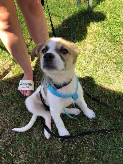 Auslandstierschutz-Beitrag-Bild